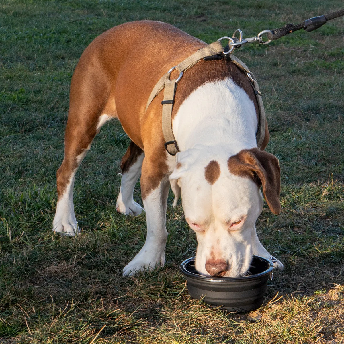 THRASHER - DOG BOWL - BLACK - Image 4