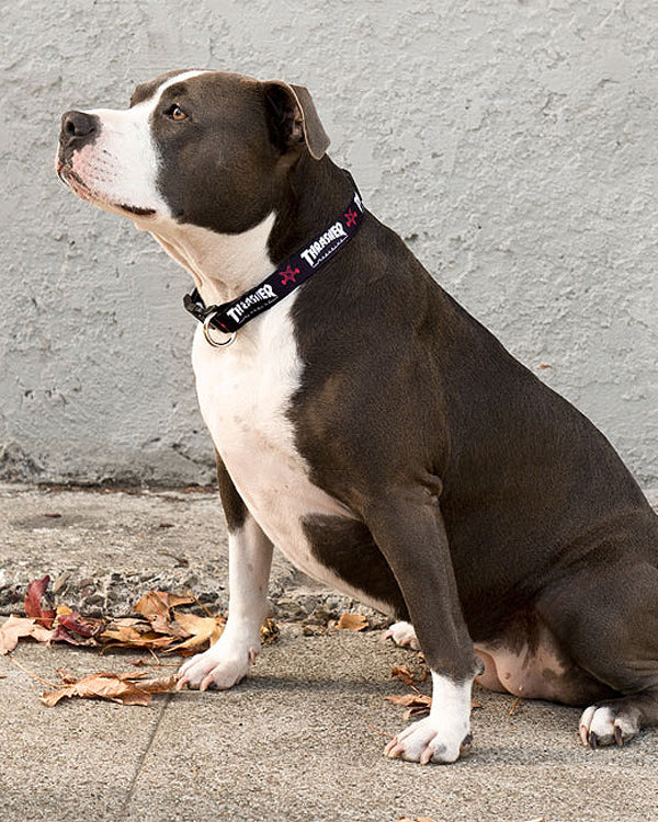 THRASHER - DOG COLLAR - BLACK - Image 4